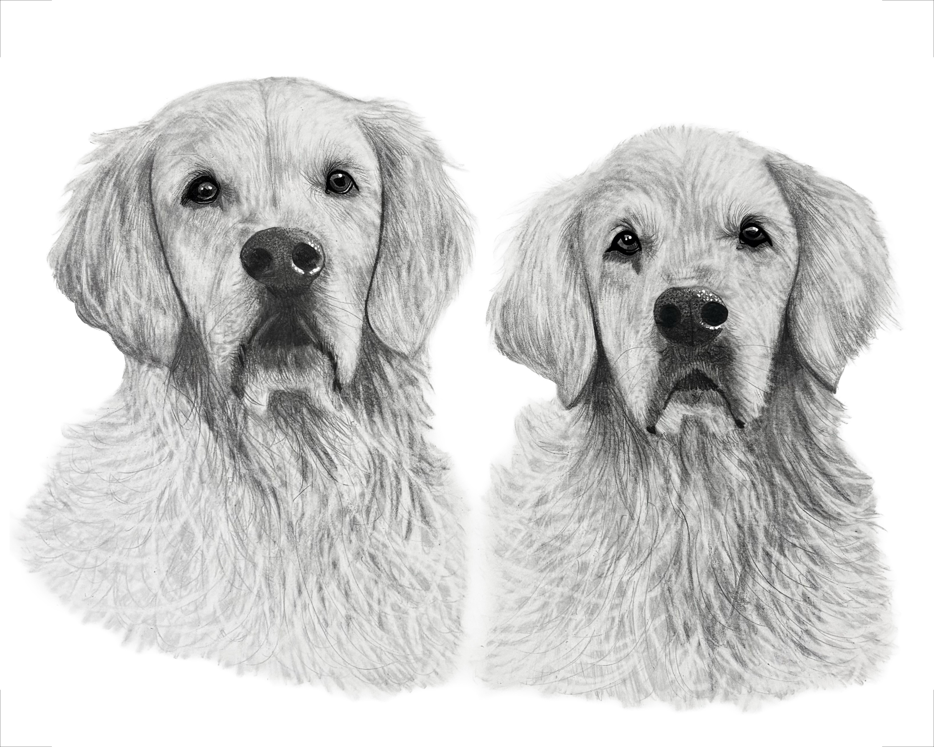 Graphite dog drawing